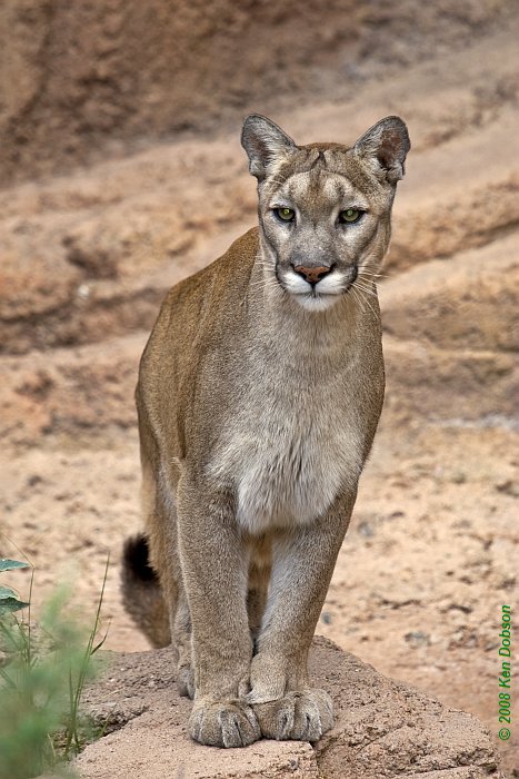 Mountain Lion (Felis concolor)
