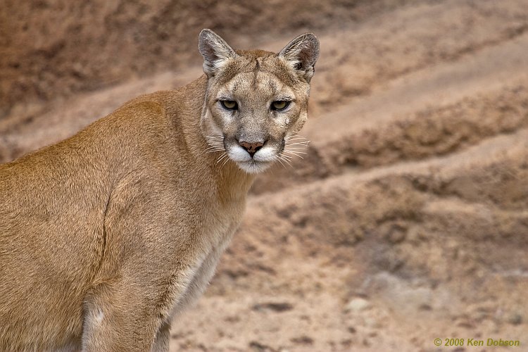 Mountain Lion (Felis concolor)