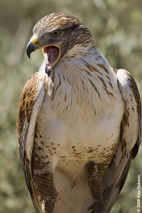 Ferruginous Hawk (Buteo regalis)