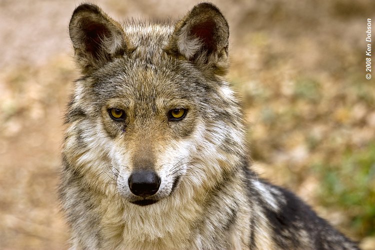 Mexican Wolf (Canis lupus baileyi)