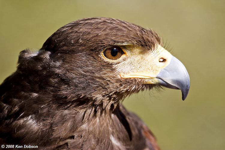 Harris' Hawk (Parabuteo unicinctus)