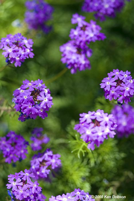 Goodding's Verbena (Glandularia gooddingii)