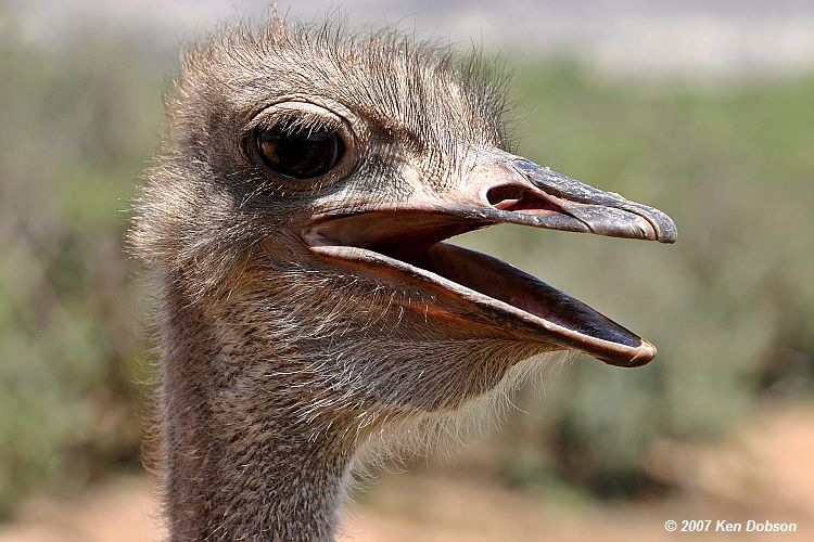 Ostrich (Struthio camelus)