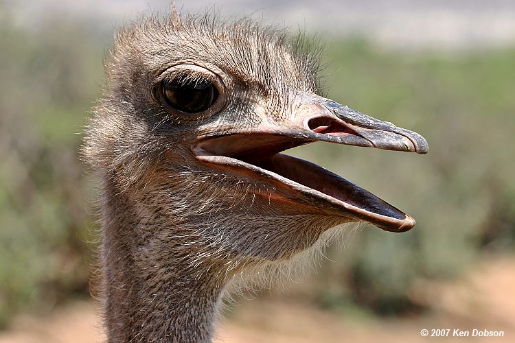 Ostrich (Struthio camelus)