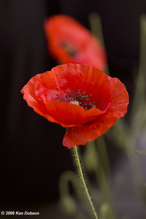 Corn Poppy (Papaver rhoeas)