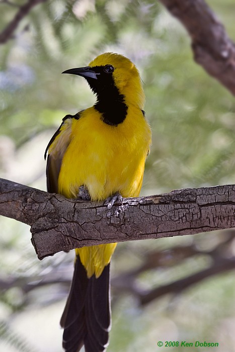 Hooded Oriole (Icterus cucullatus)