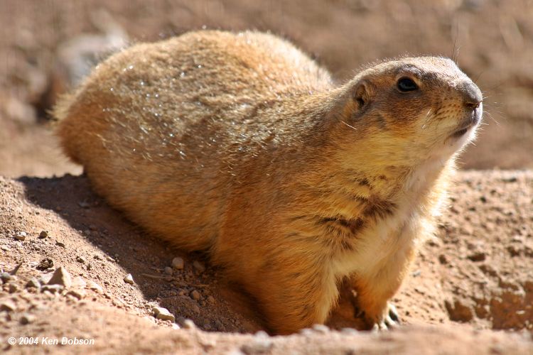 Prairie Dog (Cynomys)