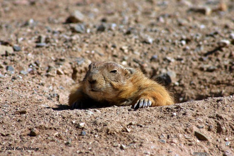 Prairie Dog (Cynomys)