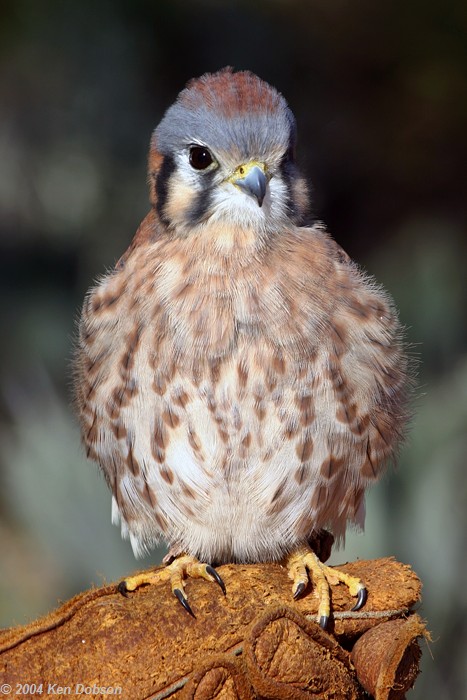 American Kestrel