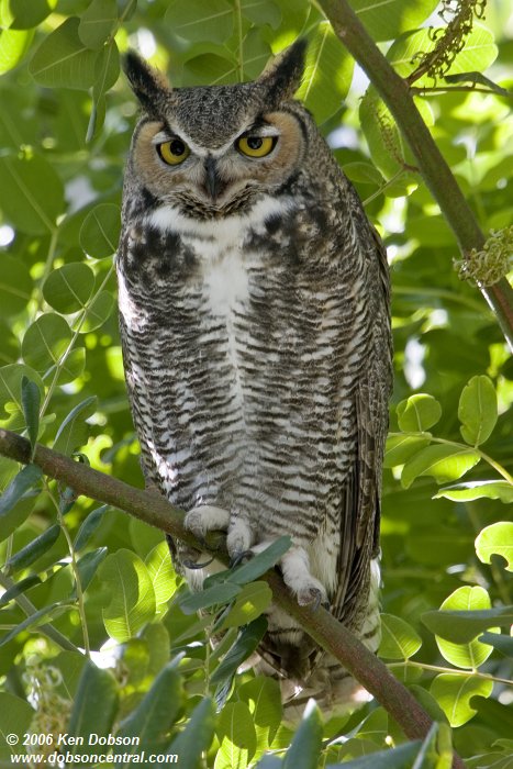 Great Horned Owl (Bubo virginianus)