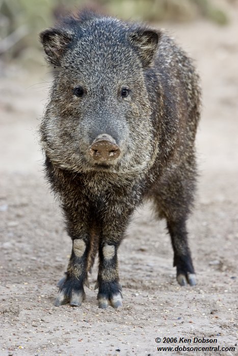 Collared Peccary (Tayassu tajacu)
