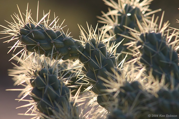 Cholla Cactus (Genus Opuntia)