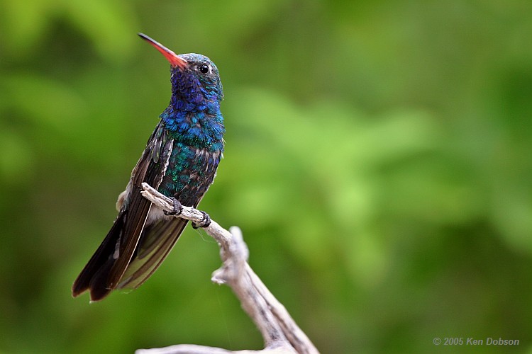 Broad Billed Hummingbird (Cynanthus latirostris)