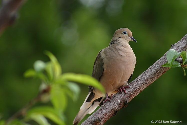Mourning Dove (Zenaida macroura)