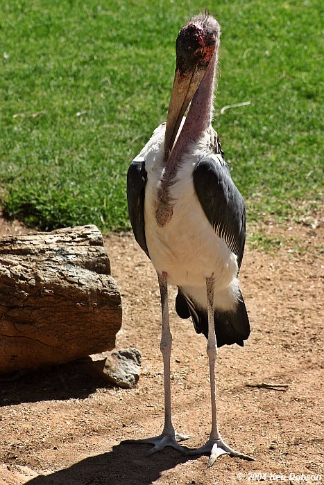 Marabou Stork (Leptoptilos crumeniferus)