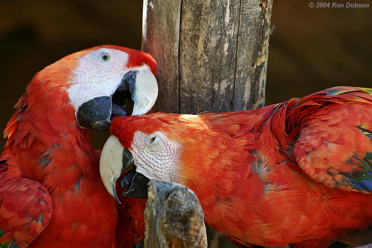 Scarlet Macaw (Ara macao)