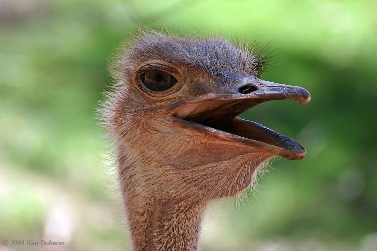 Red-Necked Ostrich (Struthio camelus camelus)