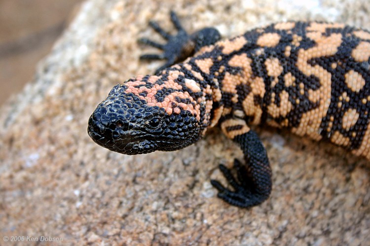 Gila Monster (Heloderma suspectum)