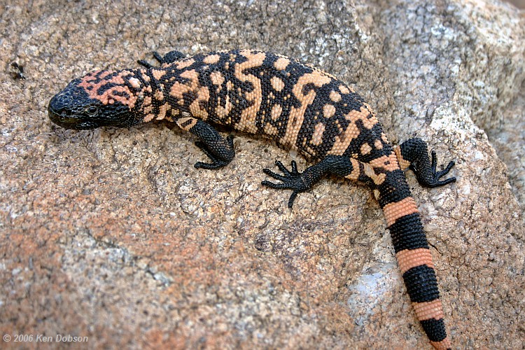 Gila Monster (Heloderma suspectum)