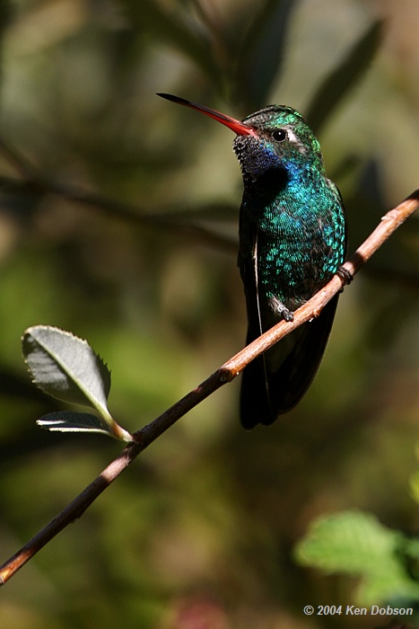 Broad-billed Hummingbird (Cynanthus latirostris)