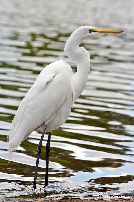 Great Egret (Ardea alba)