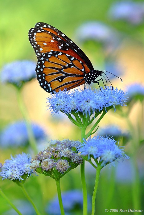 Queen Butterfly (Danaus gilippus)