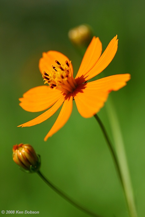 Orange Cosmos (Cosmos sulphureus)
