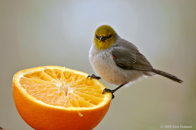  Verdin (Auriparus flaviceps)