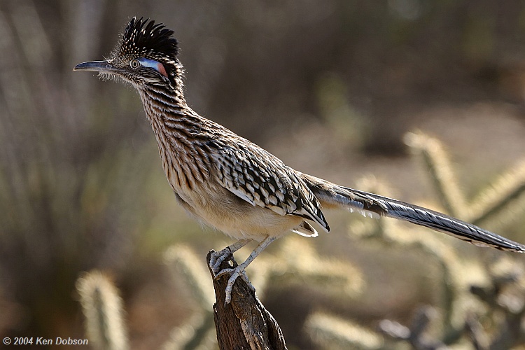 Greater Roadrunner (Geococcyx californianus)