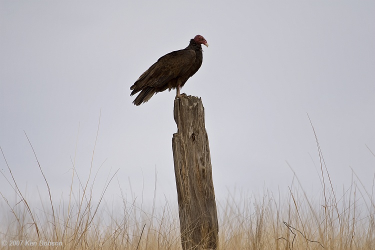 Turkey Vulture (Cathartes aura)