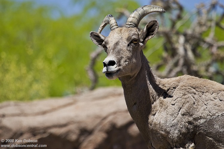 Bighorn Sheep (Ovis canadensis)