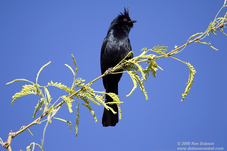 Phainopepla (Phainopepla nitens)