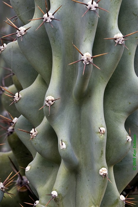 Wavy Cactus