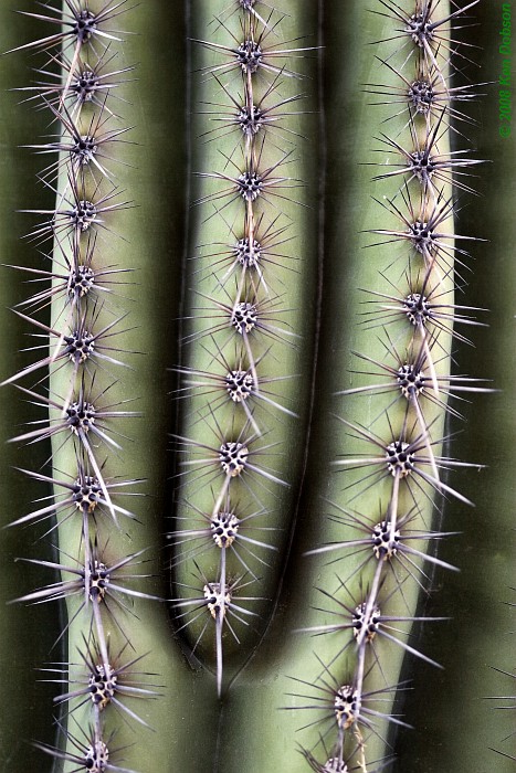 Saguaro