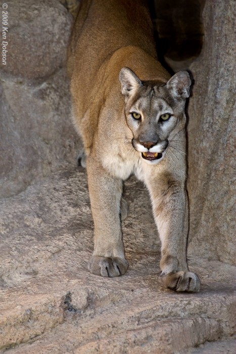Mountain Lion (Felis concolor)