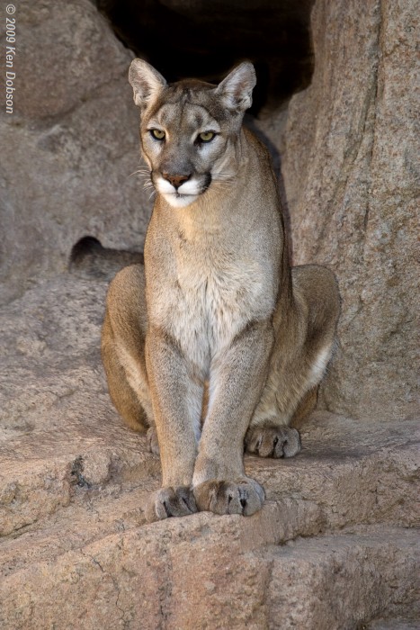Mountain Lion (Felis concolor)