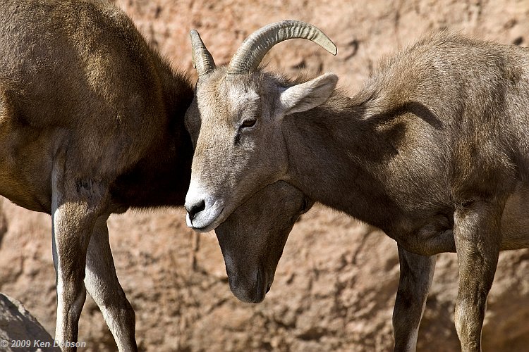 Bighorn Sheep (Ovis canadensis)