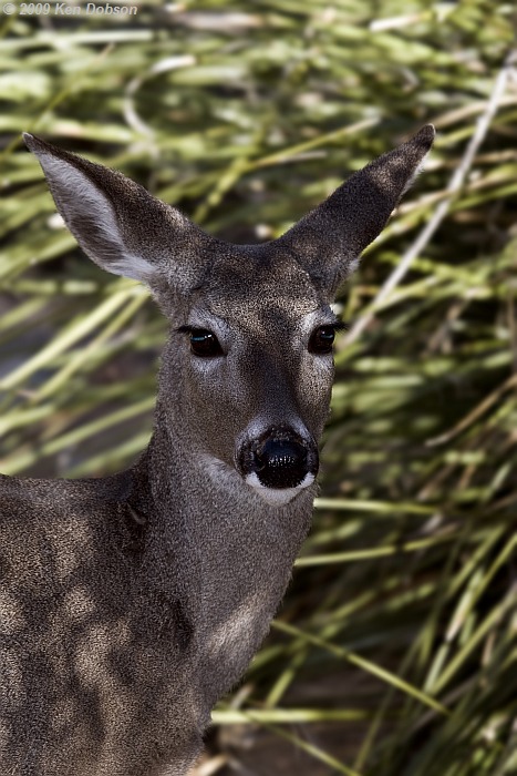 White-tailed Deer (Odocoileus virginianus)