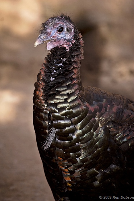 Wild Turkey (Meleagris gallopavo)