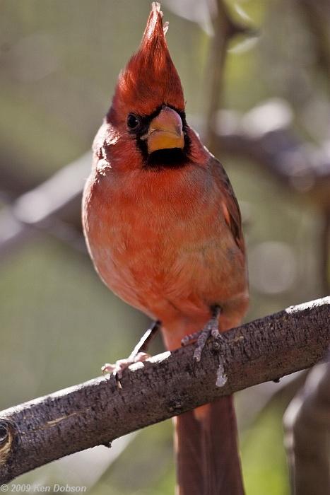 Northern Cardinal (Cardinalis cardinalis)