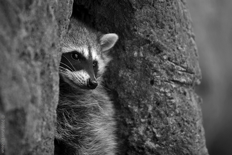 Common Raccoon (Procyon lotor)