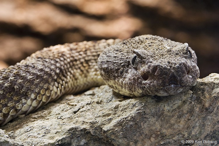 Speckled Rattlesnake (Crotalus mitchelli)