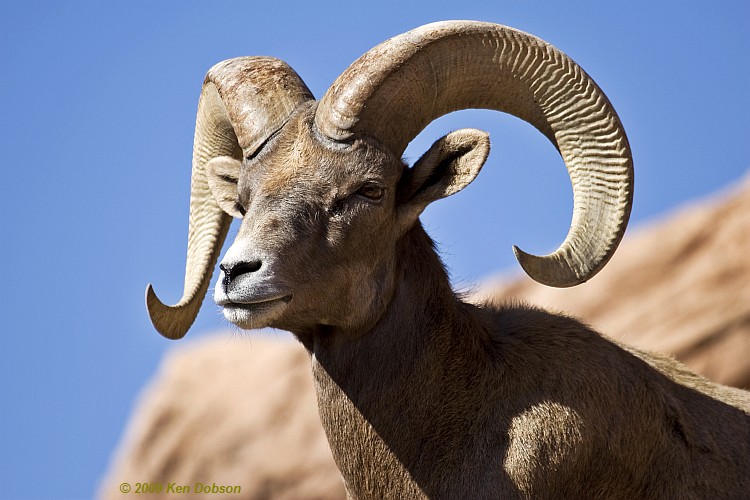 Bighorn Sheep (Ovis canadensis)