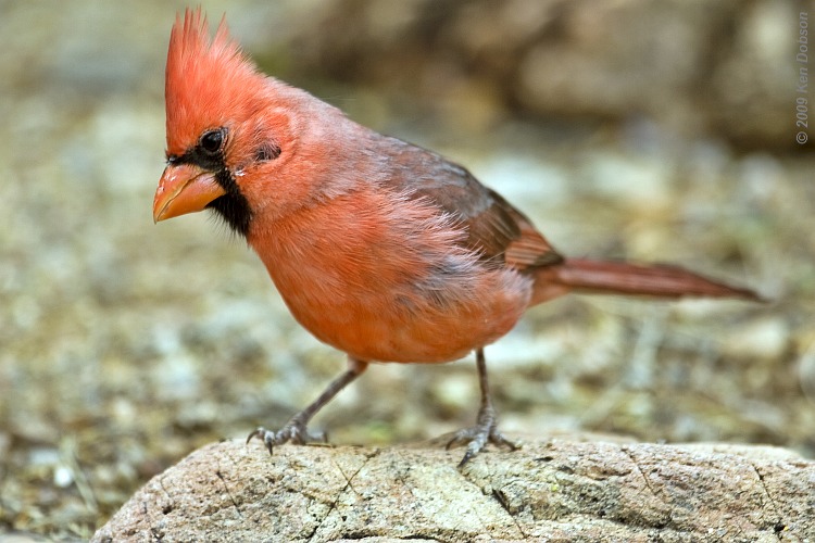 Northern Cardinal (Cardinalis cardinalis)