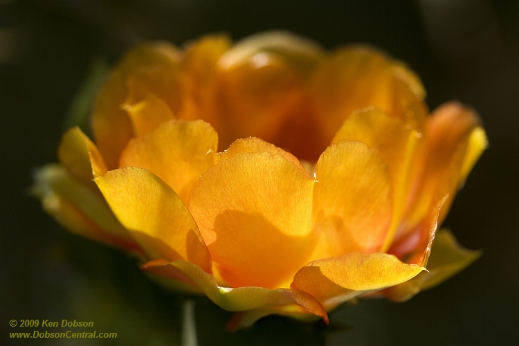 Texas Prickly Pear Cactus (Opuntia engelmannii lindheimeri)