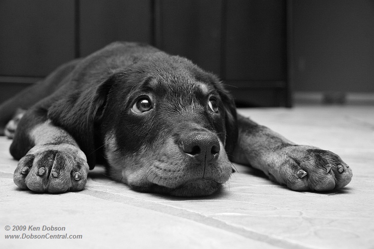 Rowdy the Rottweiler #2