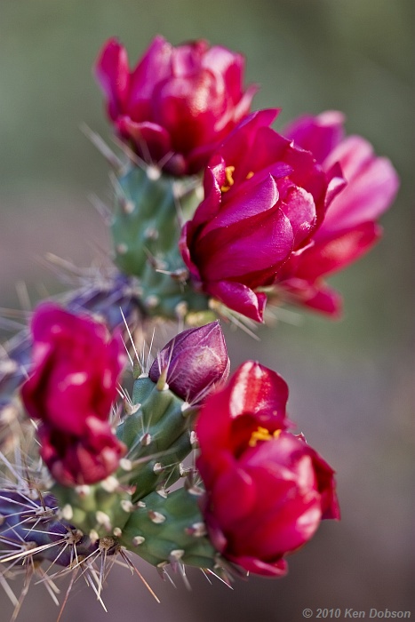  Staghorn Cholla (Cylindropuntia versicolor)