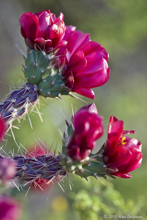Staghorn Cholla (Cylindropuntia versicolor) #3