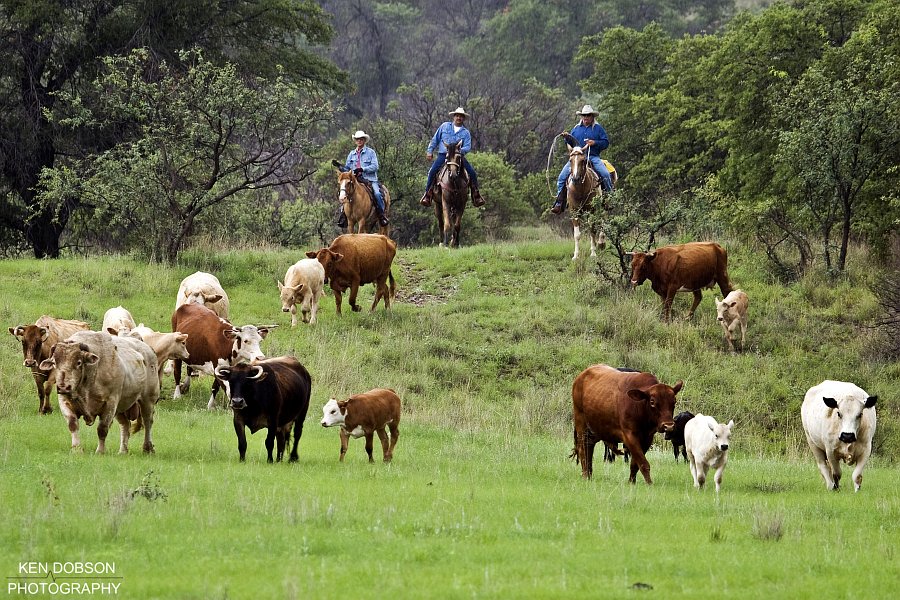 Southern Arizona Cattle Drive