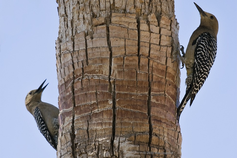 Gila Woodpeckers (Melanerpes uropygialis)